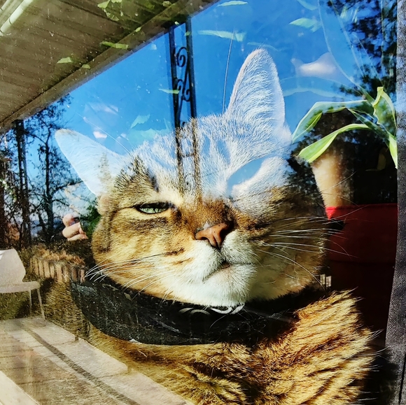 Meet your Posher, Dee - Picture 1 of 1